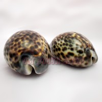 Big Vishnu Kaudi / Cowry Shell set of 2